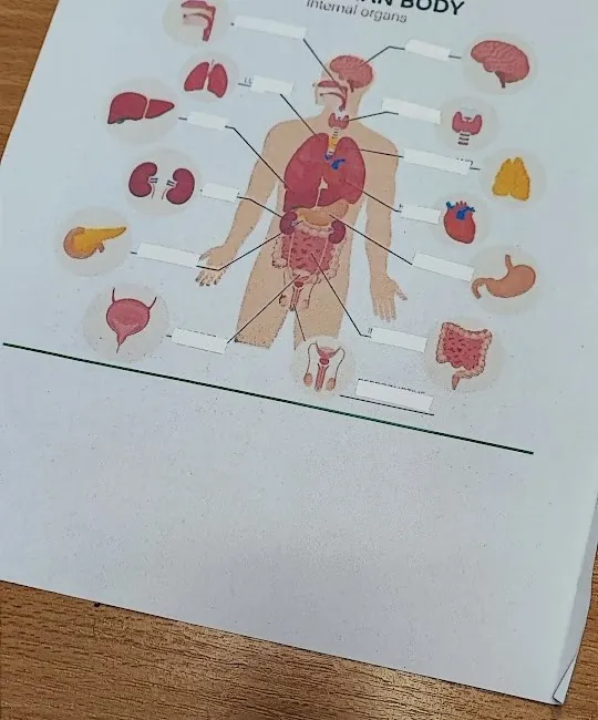 Anatomia, której można dotknąć, zdjęcie 3