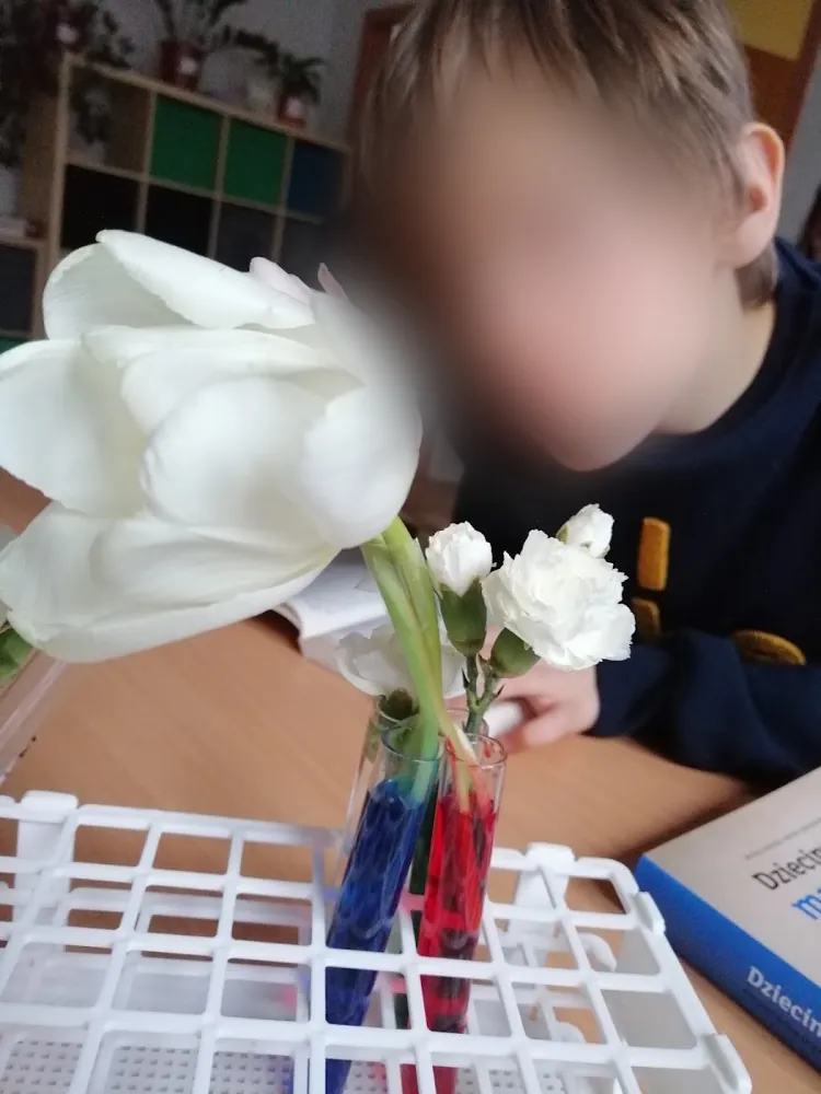 Kwiaty piją kolorową wodę, zdjęcie 2